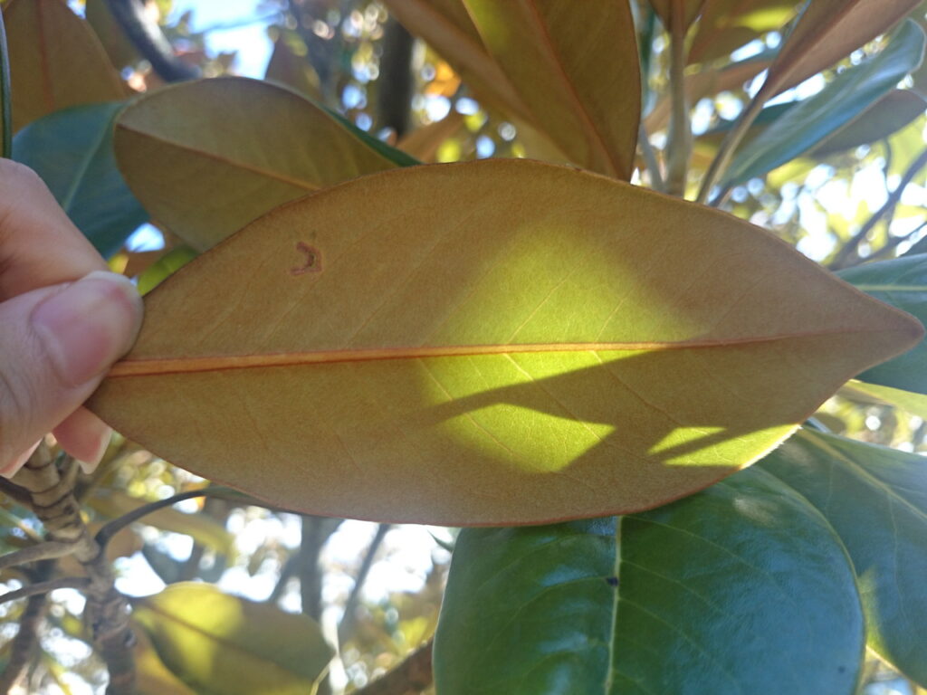 タイサンボクの葉下面