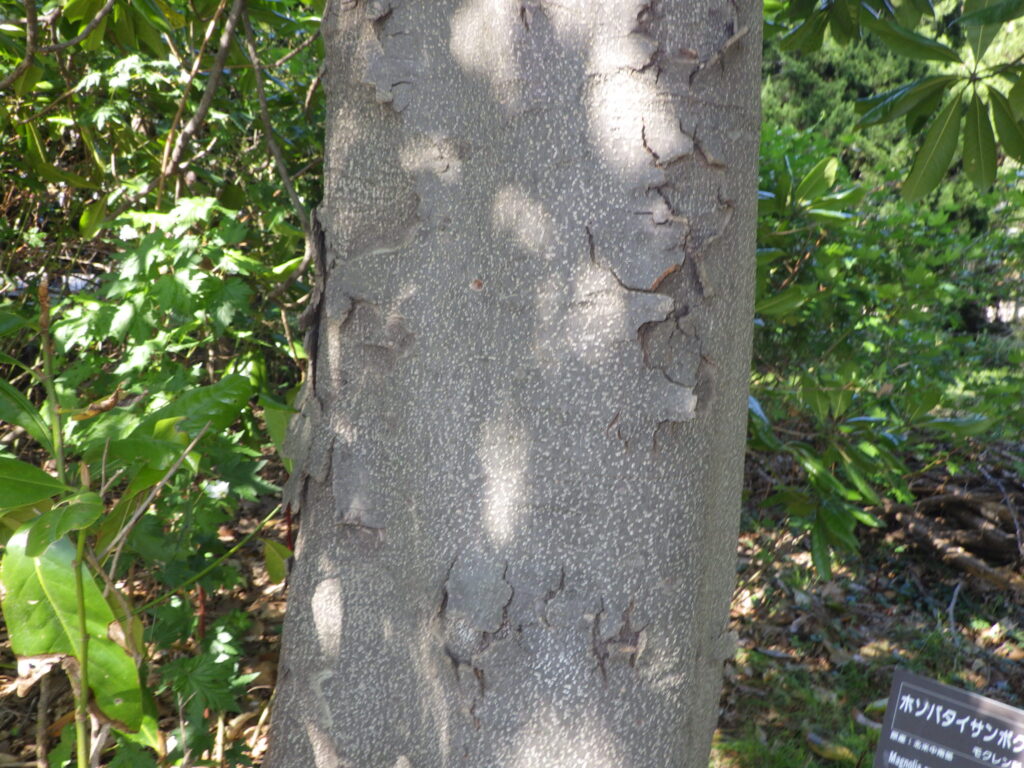 ホソバタイサンボクの樹皮