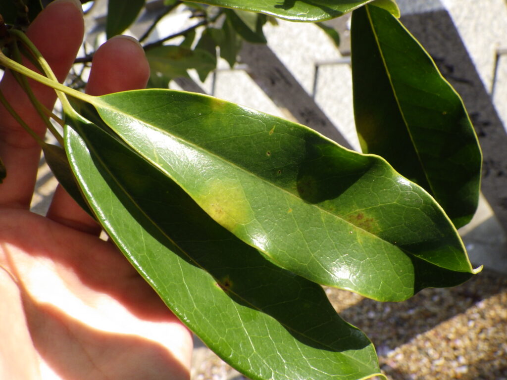 オガタマノキの葉上面