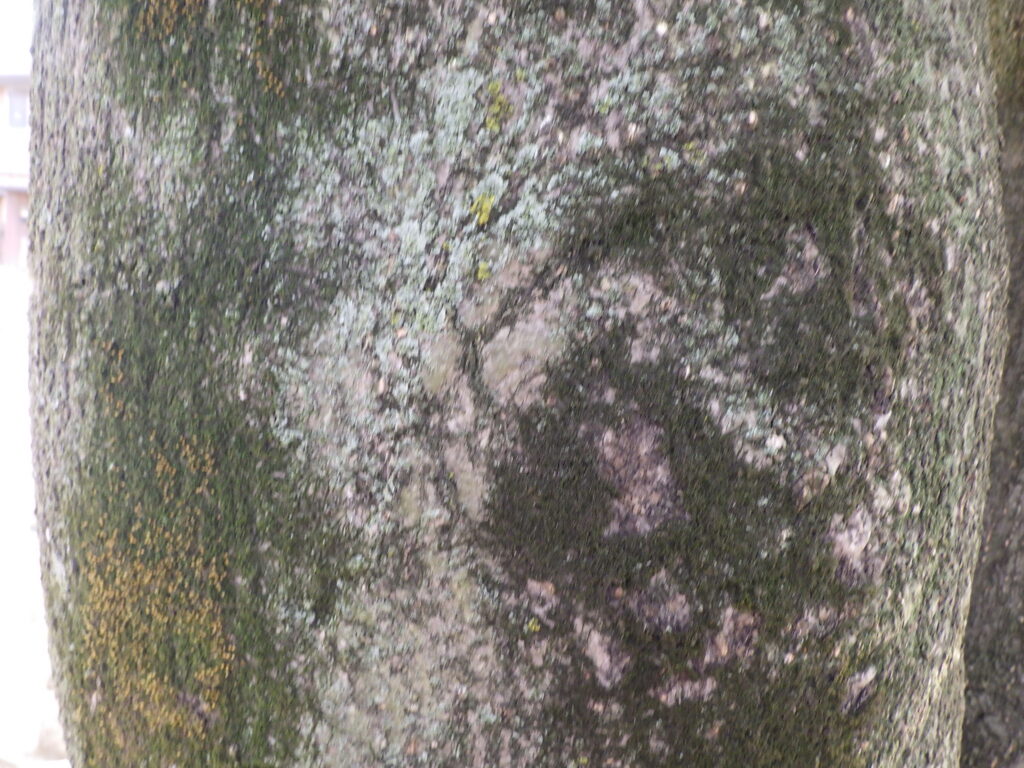 オガタマノキの樹皮