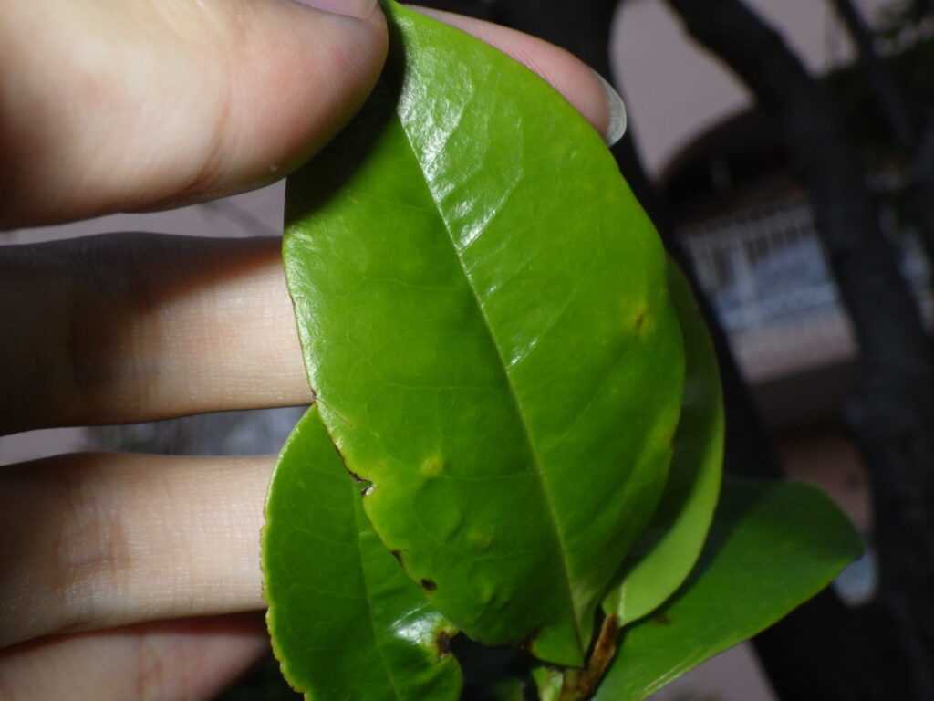 カラタネオガタマの葉上面