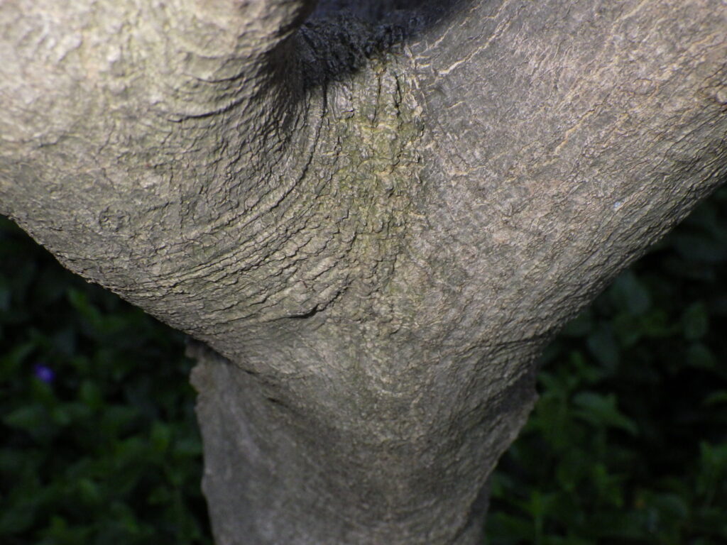 カラタネオガタマの樹皮