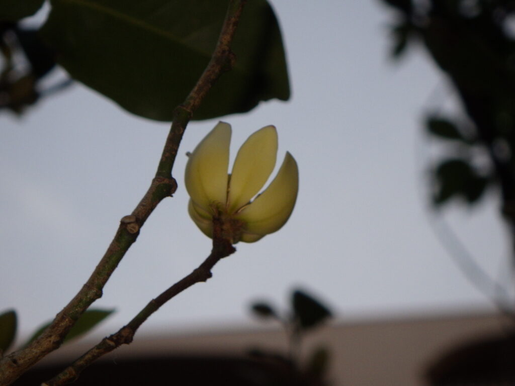 カラタネオガタマの花