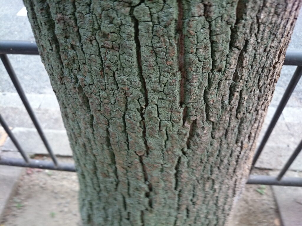 ユリノキの樹皮