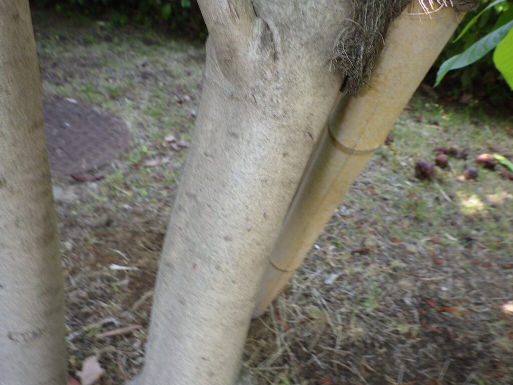 アケビガキの樹皮、ポポー