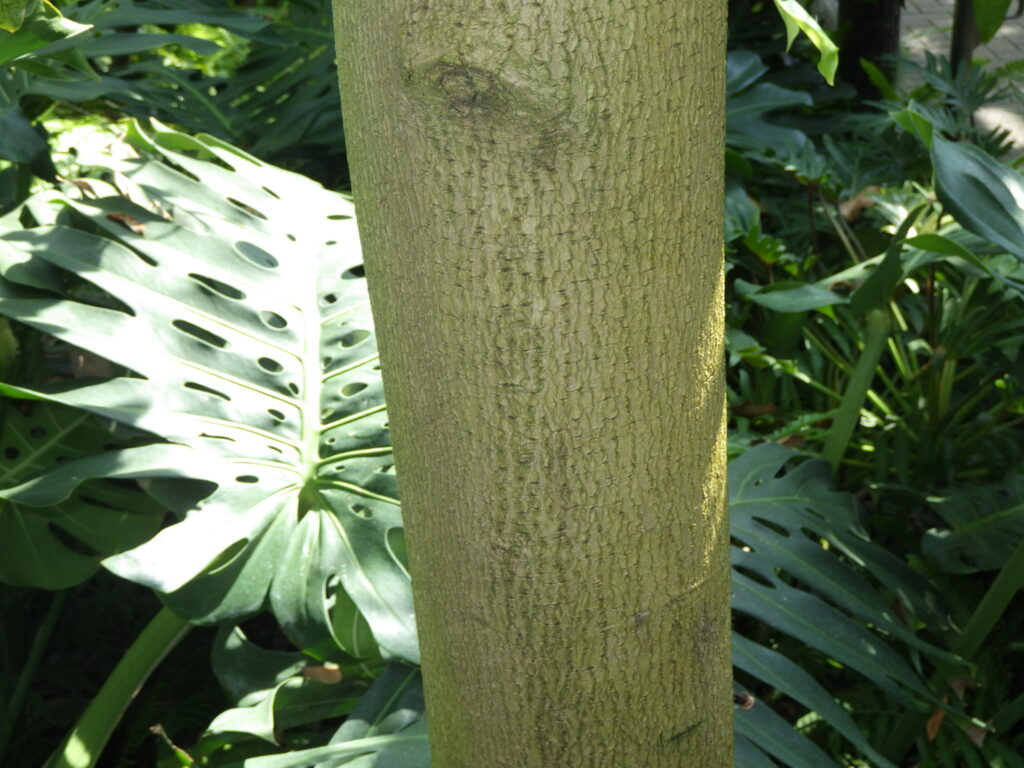 トゲバンレイシの樹皮
