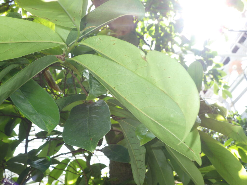 トゲバンレイシの葉下面