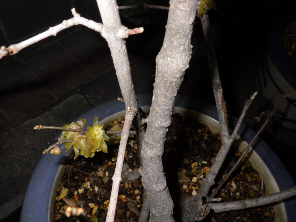 Bark of winter sweet