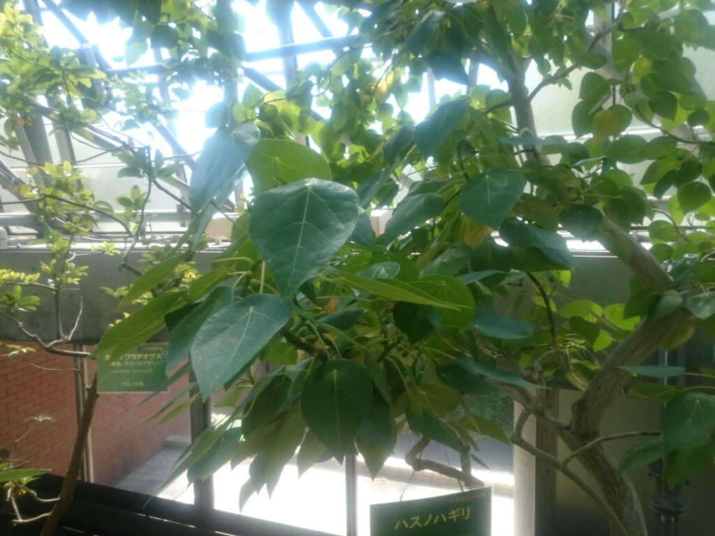 ハスノハギリの葉上面