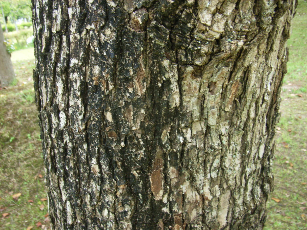 【種子植物図鑑 #039】クスノキ科の種類は?写真一覧 - Ecological Notes Web