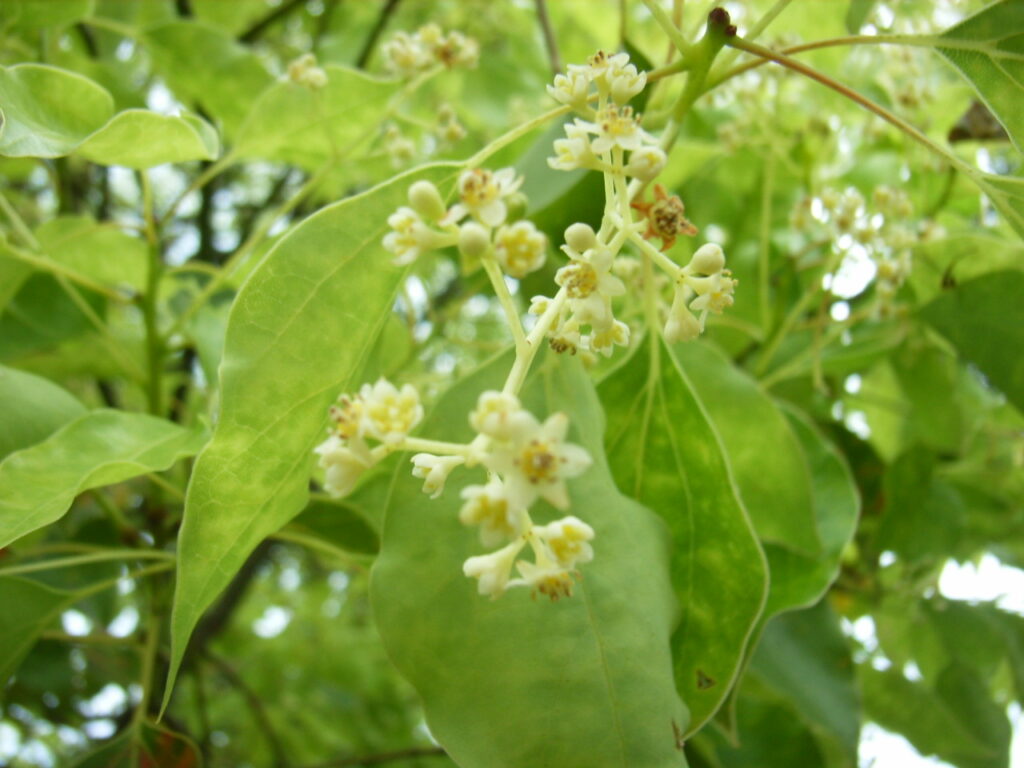 クスノキの花