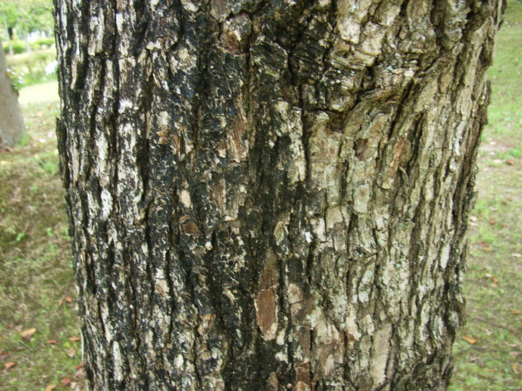 クスノキの樹皮