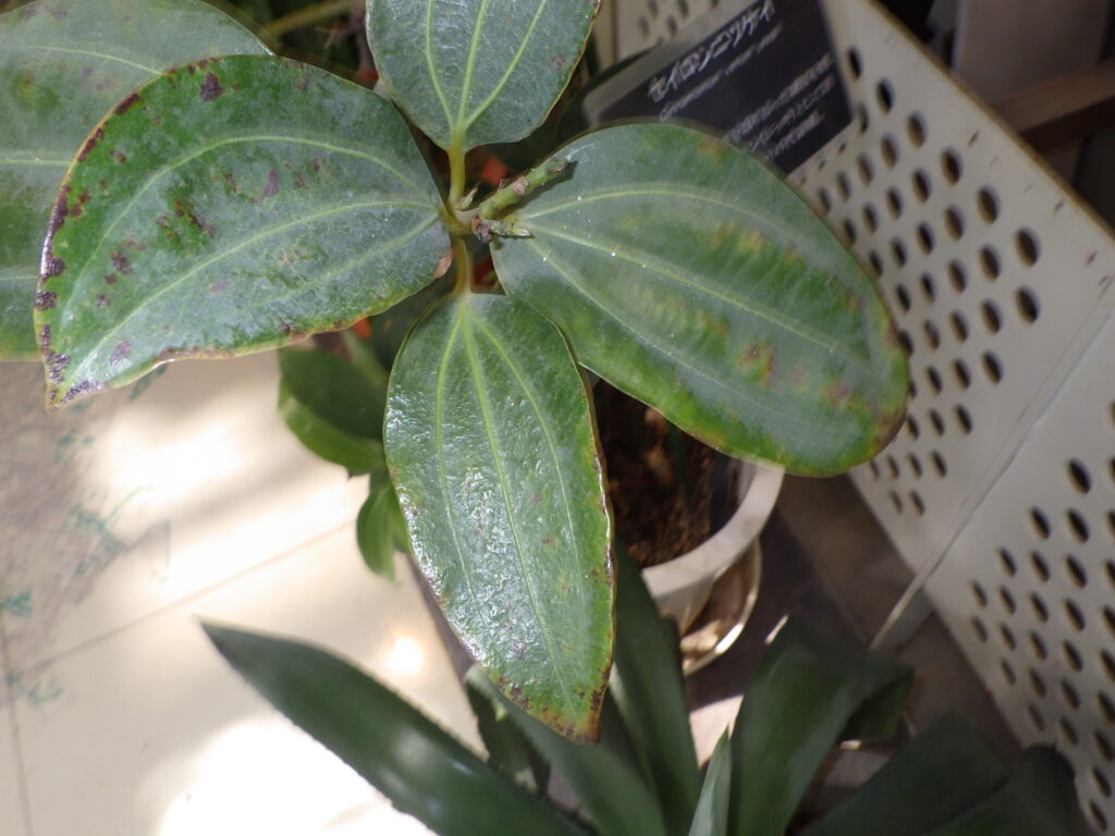 セイロンニッケイの葉