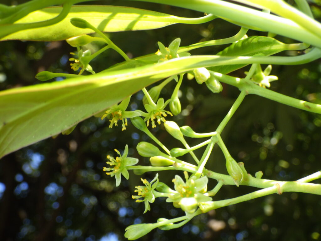 タブノキの花序