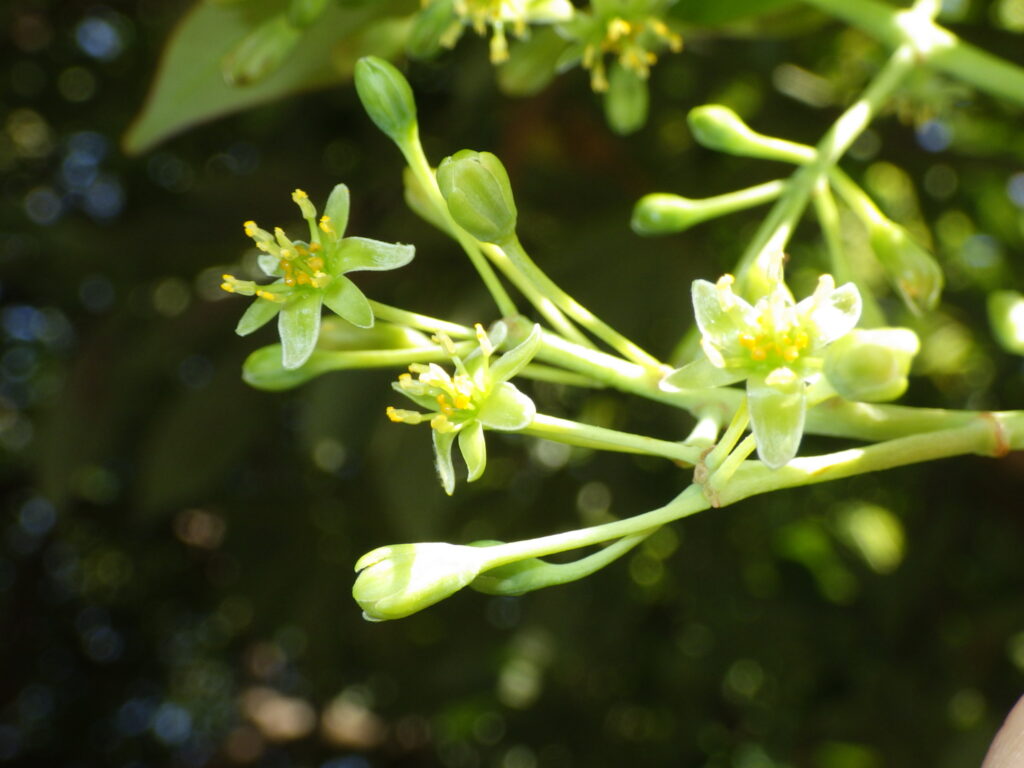 タブノキの花