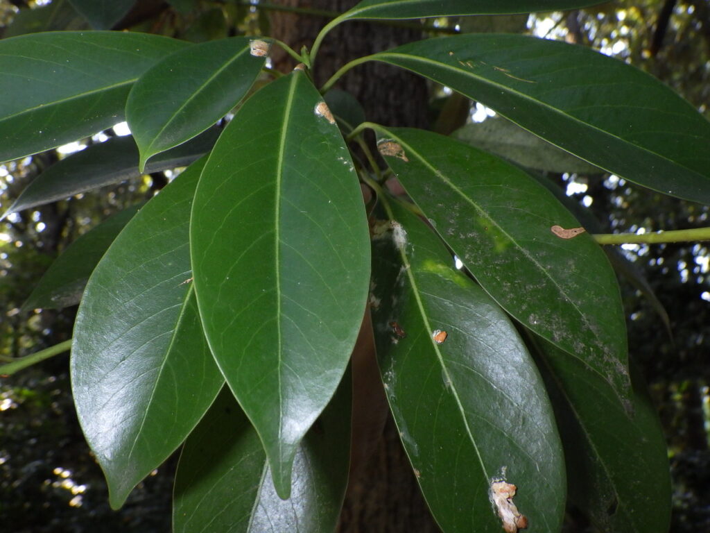 タブノキの葉上面