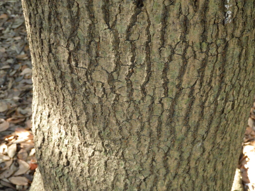 タブノキの樹皮