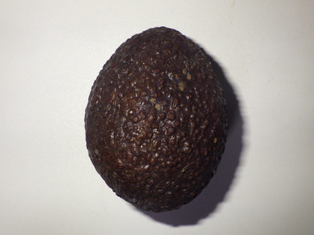 ワニナシ（アボカド）の果実