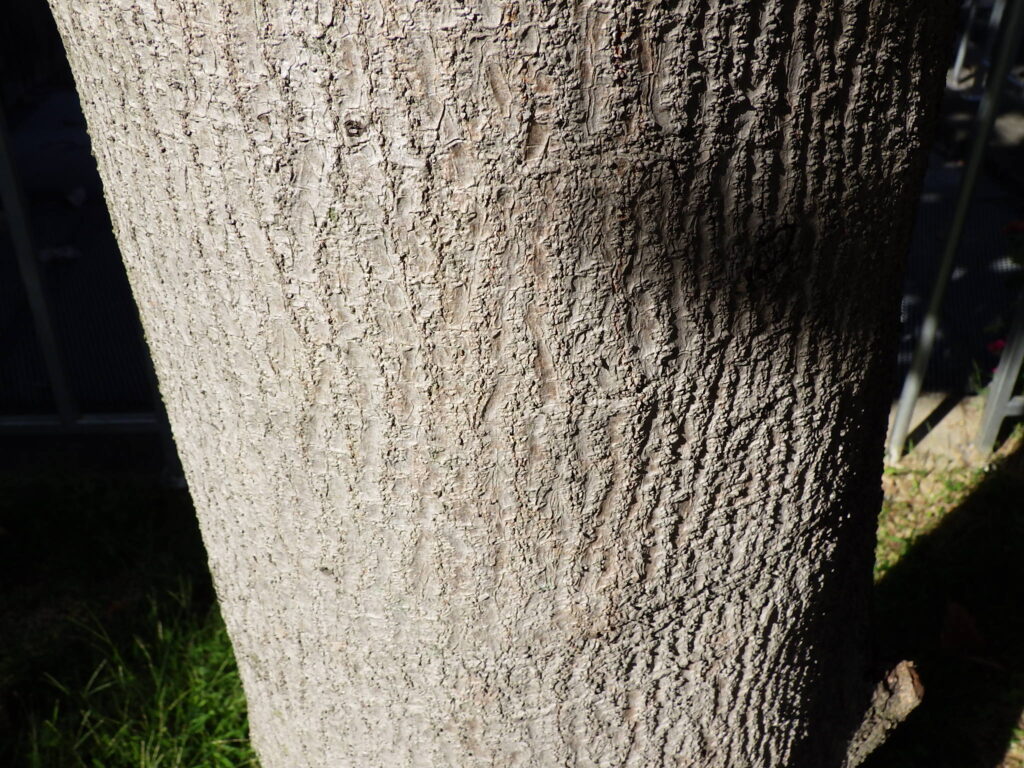 ワニナシの樹皮、アボカド