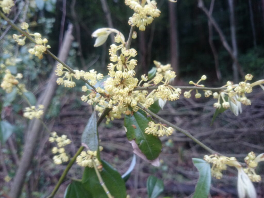 シロダモの花