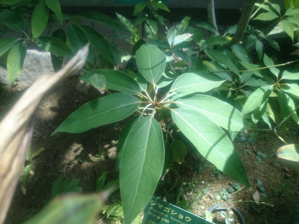 オガサワラシロダモの葉