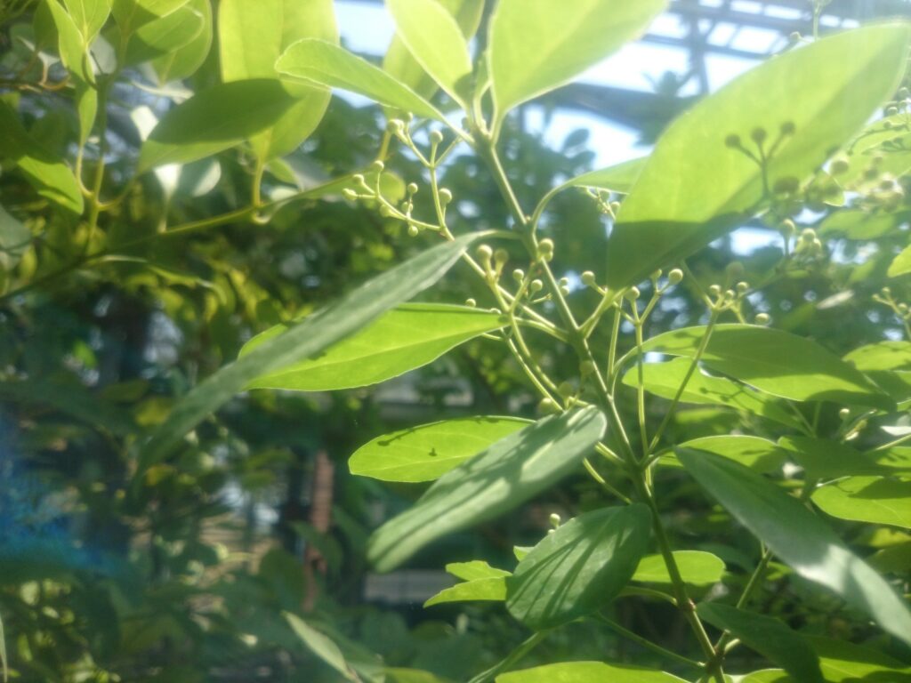 オガサワラシロダモの未熟果