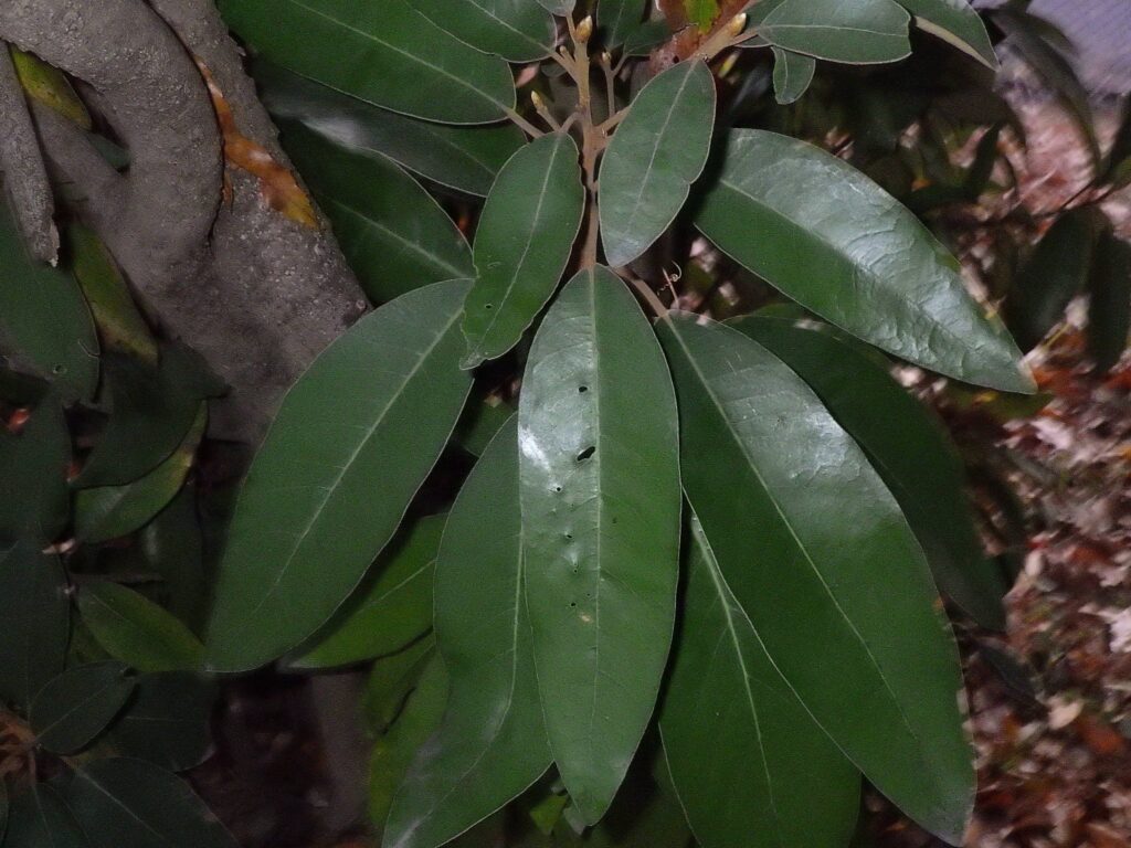 ハマビワの葉序