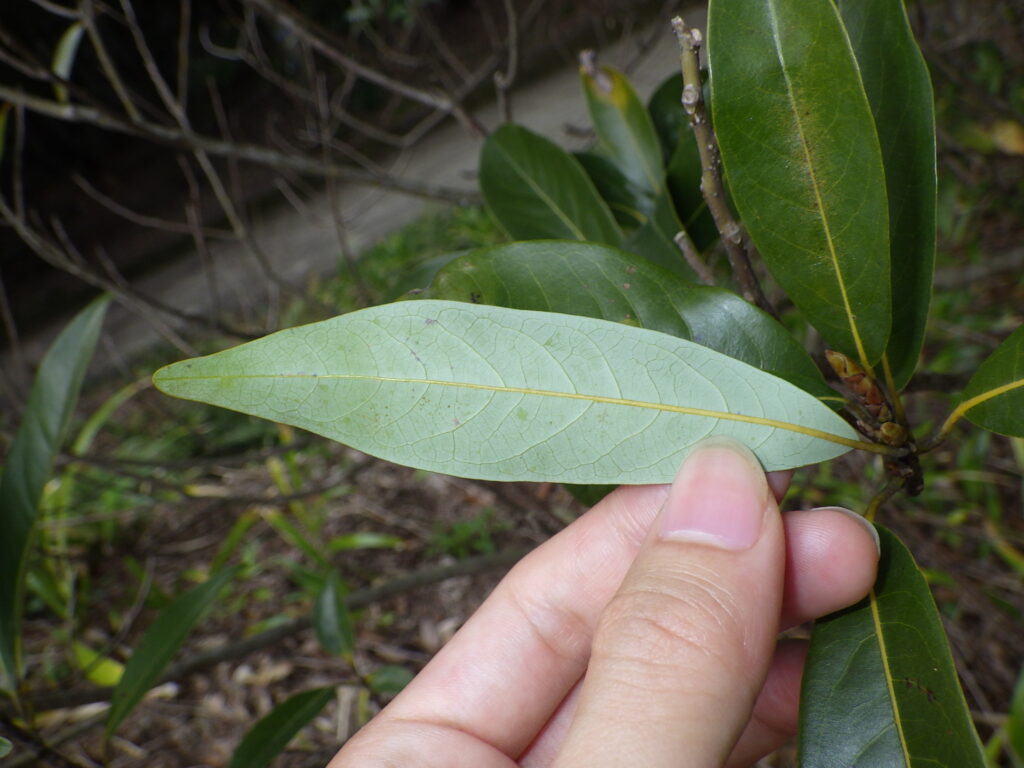 カゴノキの葉下面