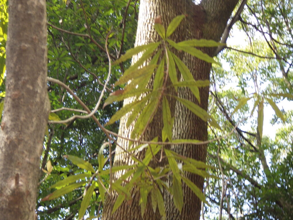 バリバリノキの葉