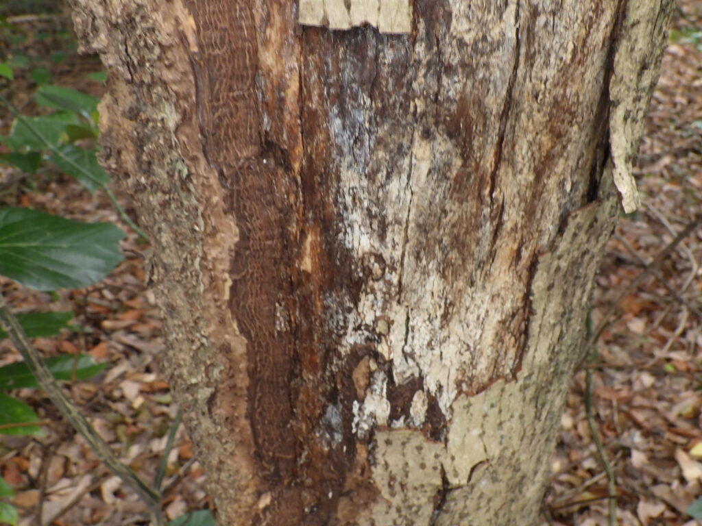 バリバリノキの樹皮