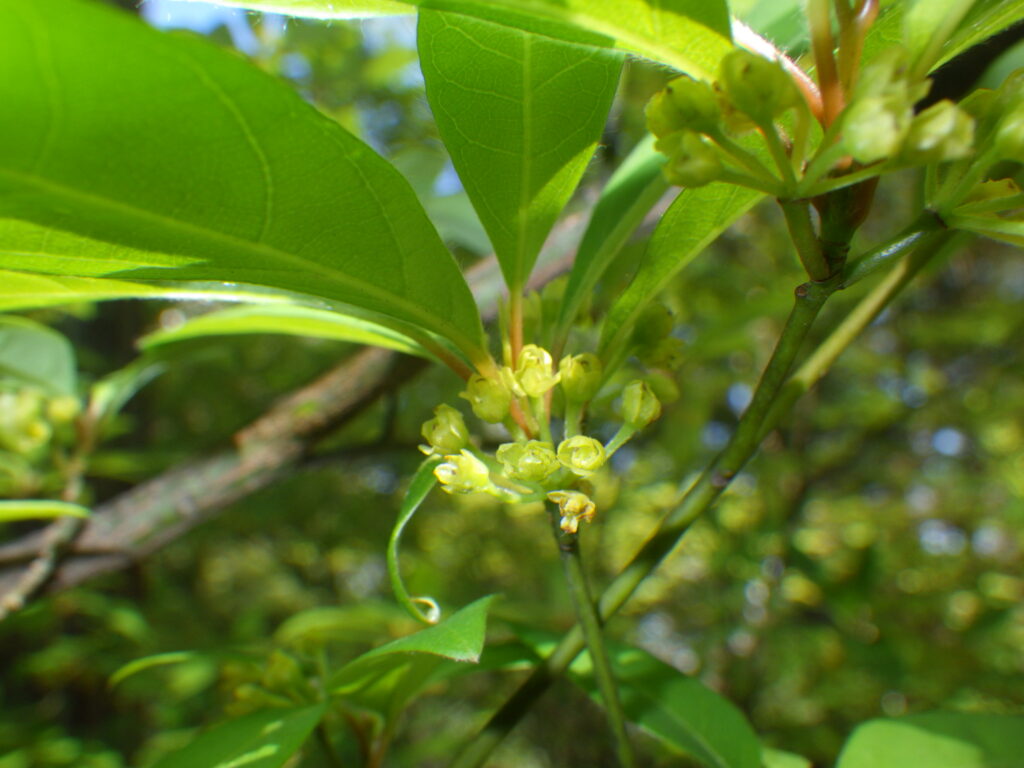 クロモジの咲きかけの花