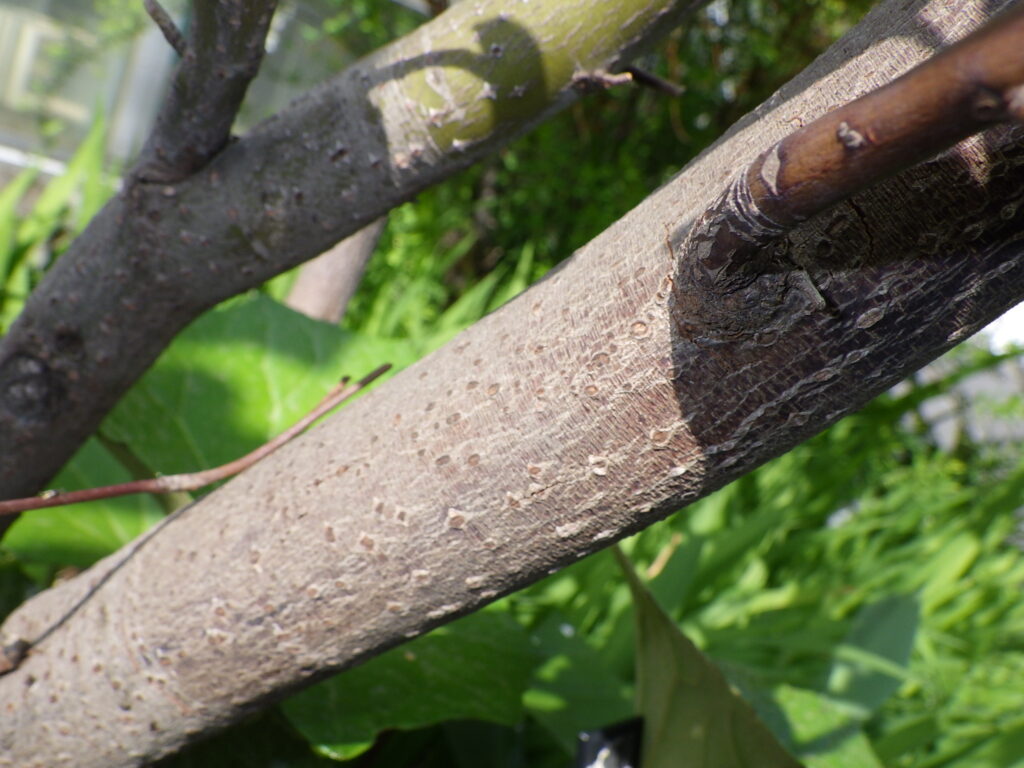 オオバクロモジの樹皮