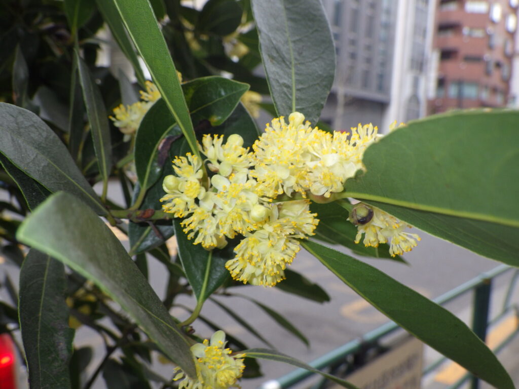 ゲッケイジュの雄花