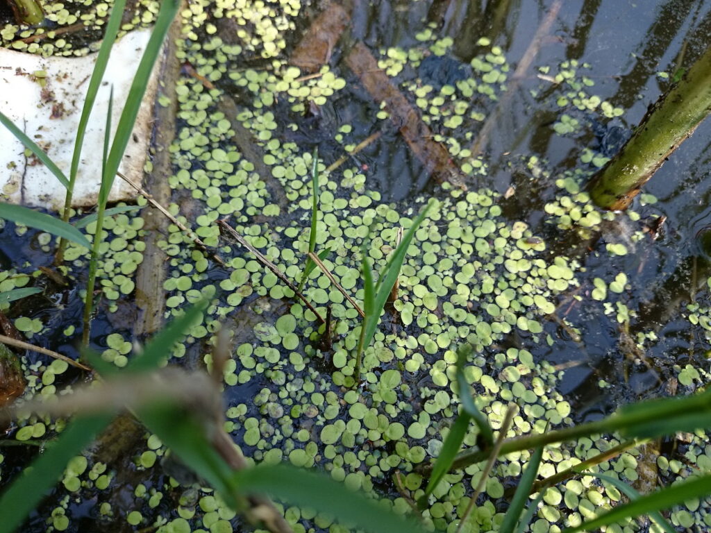 ウキクサの葉