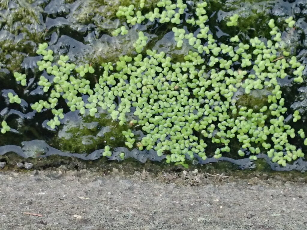 アオウキクサの葉