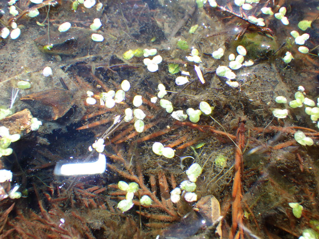 コウキクサの葉