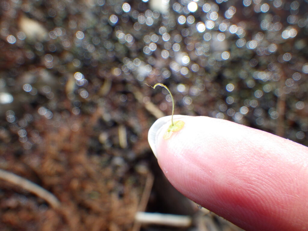 コウキクサの葉下面、根