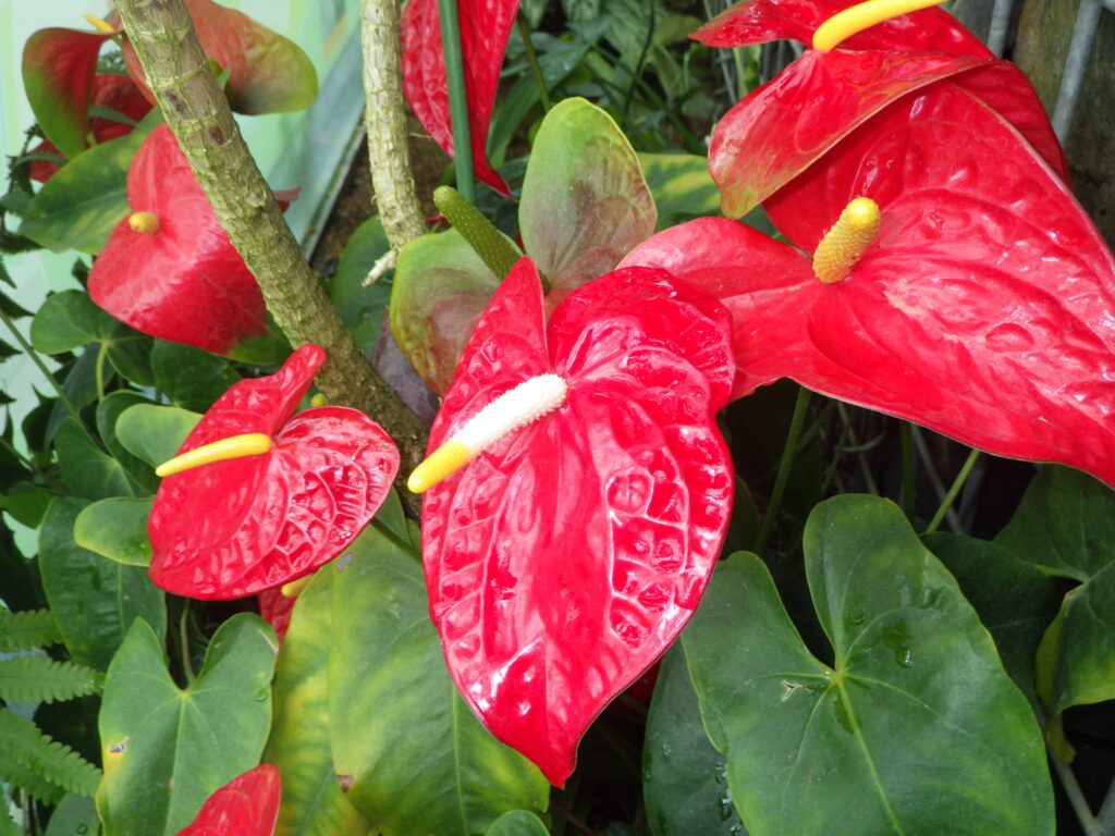 オオベニウチワの花