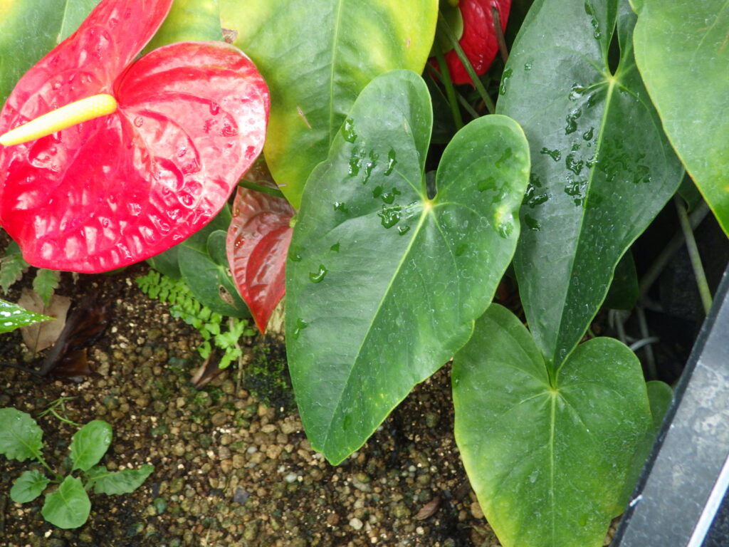 オオベニウチワの葉