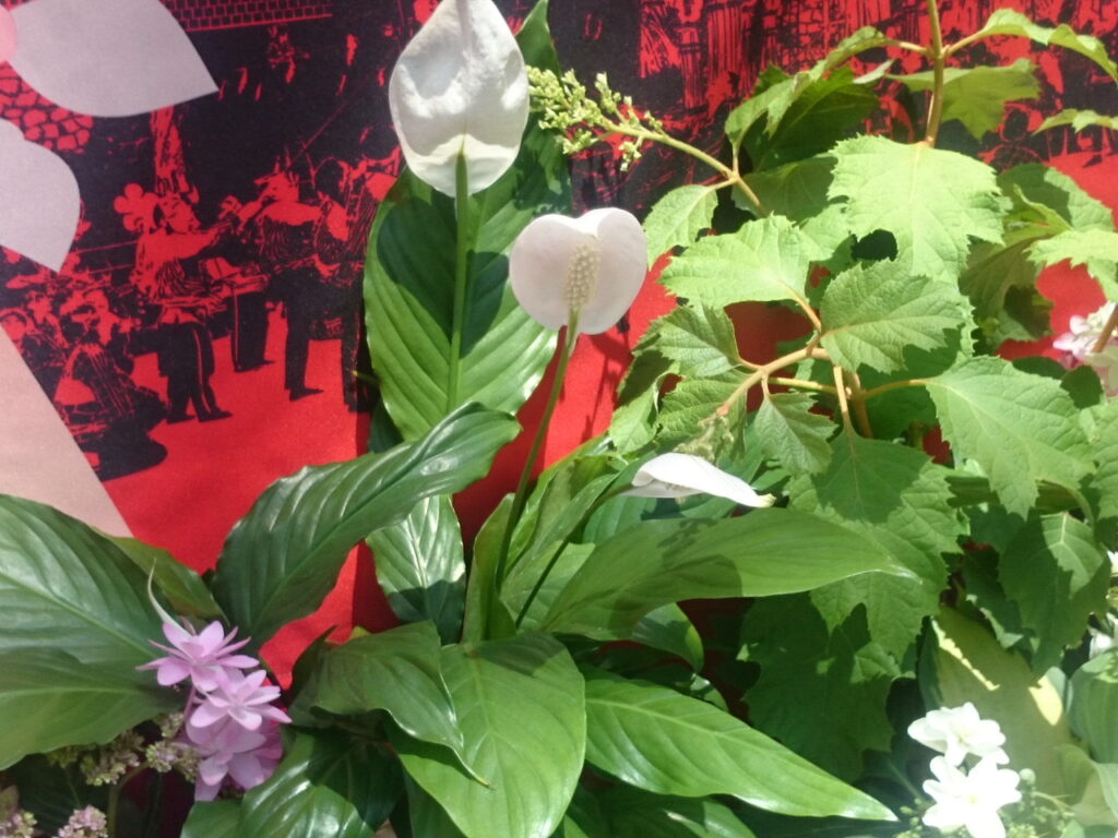 ササウチワの花