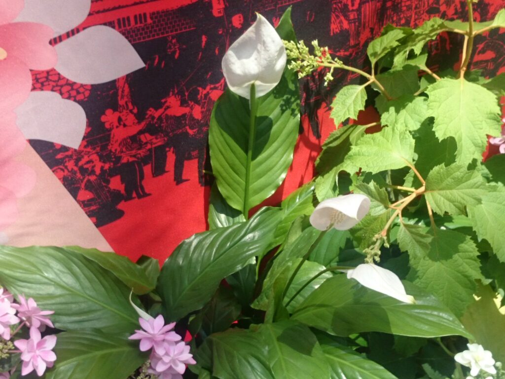 ササウチワの葉