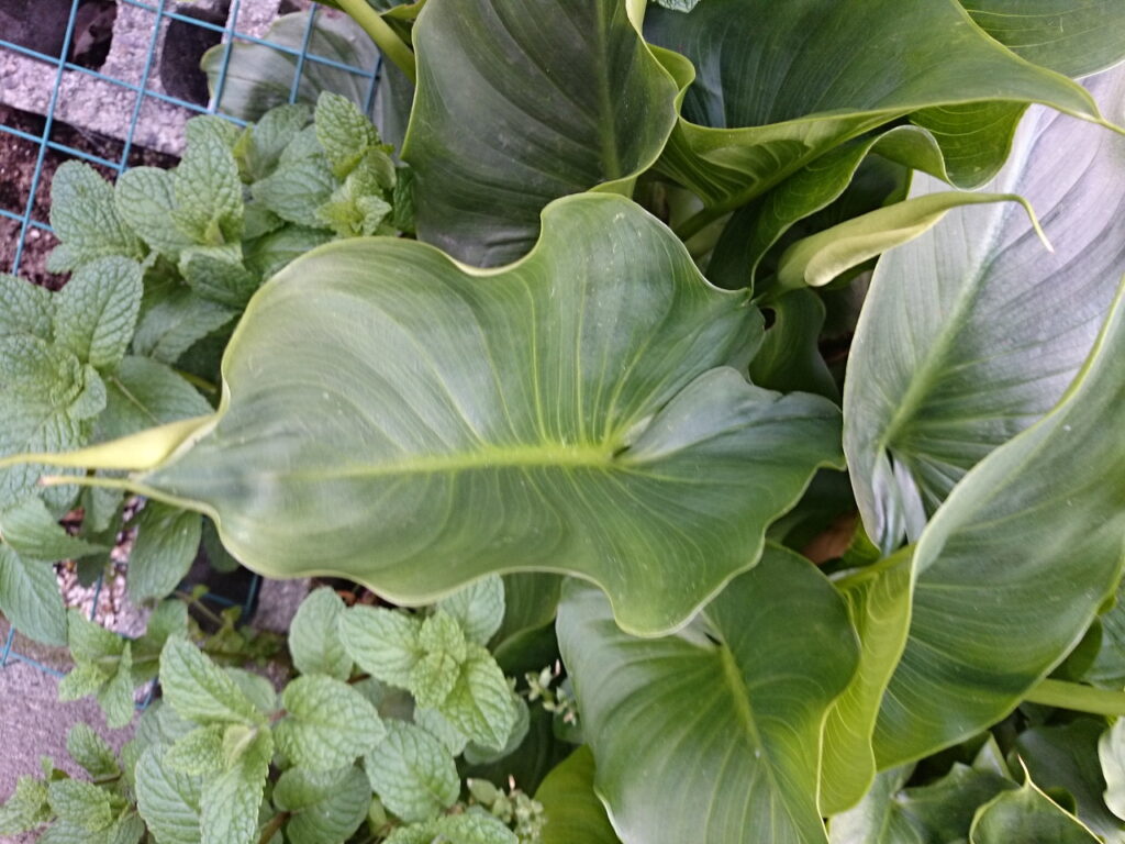 オランダカイウの葉