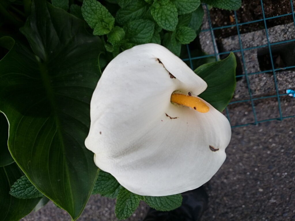 オランダカイウの花