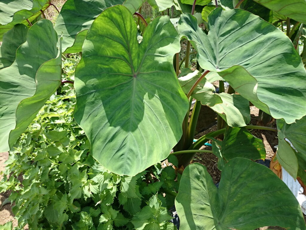 サトイモの葉