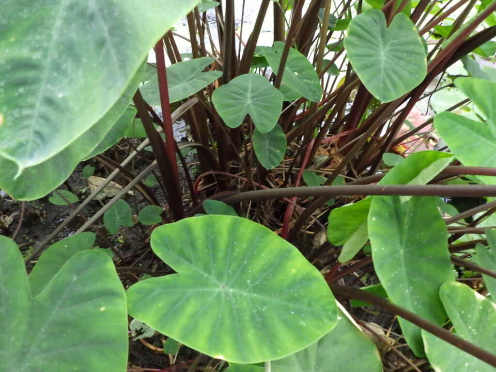 サトイモ(コーヒーカップ)の葉柄