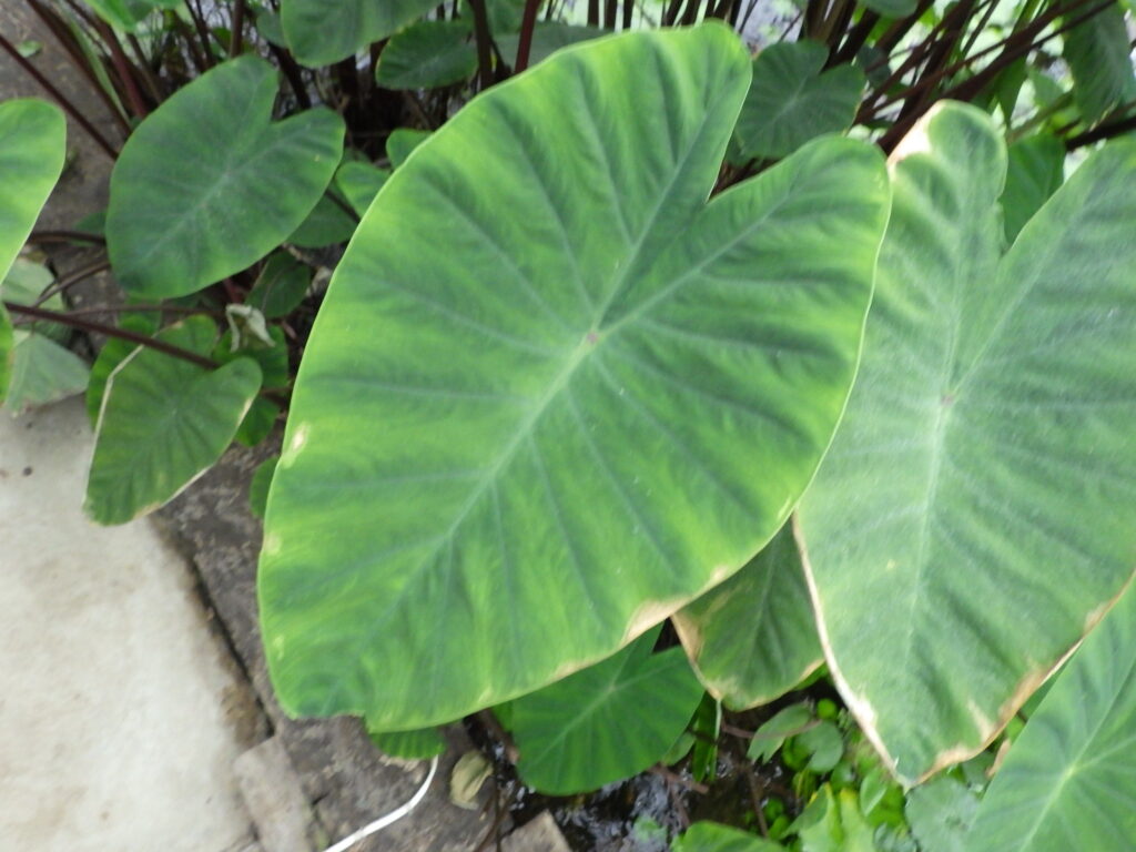 サトイモ(コーヒーカップ)の葉