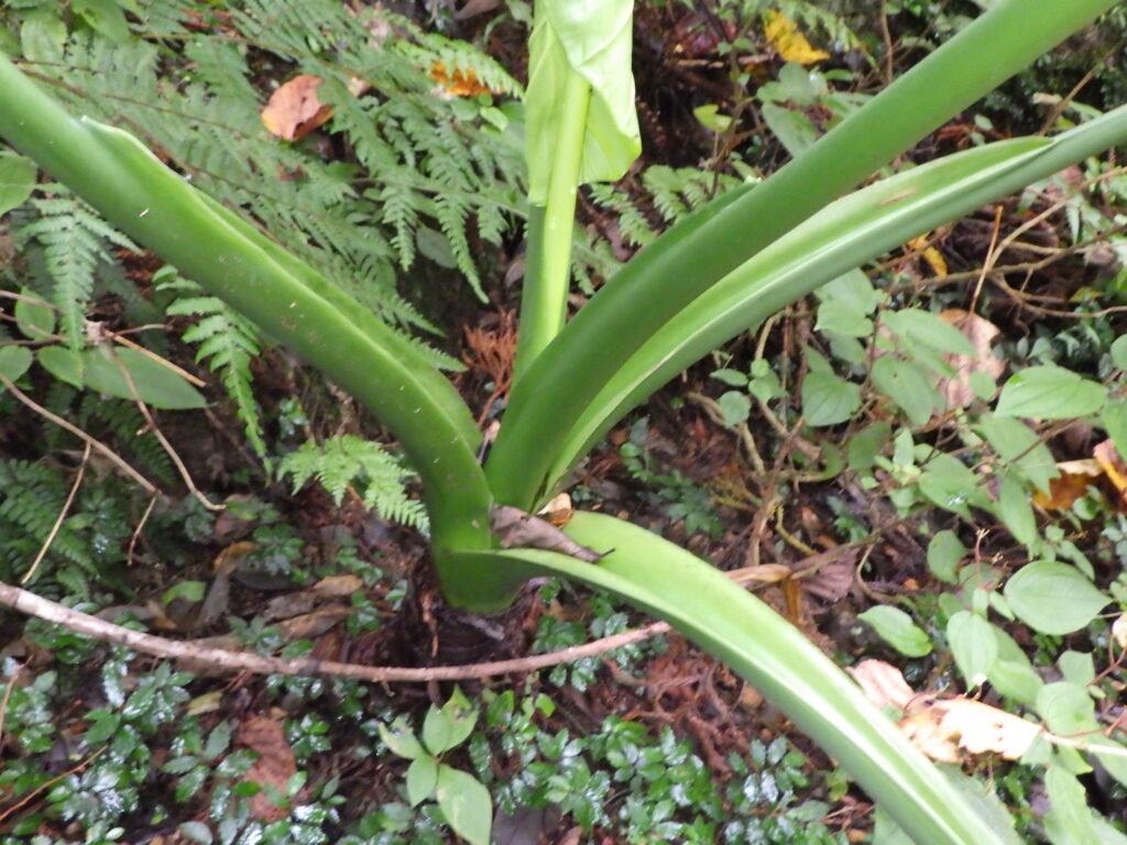 クワズイモの葉柄