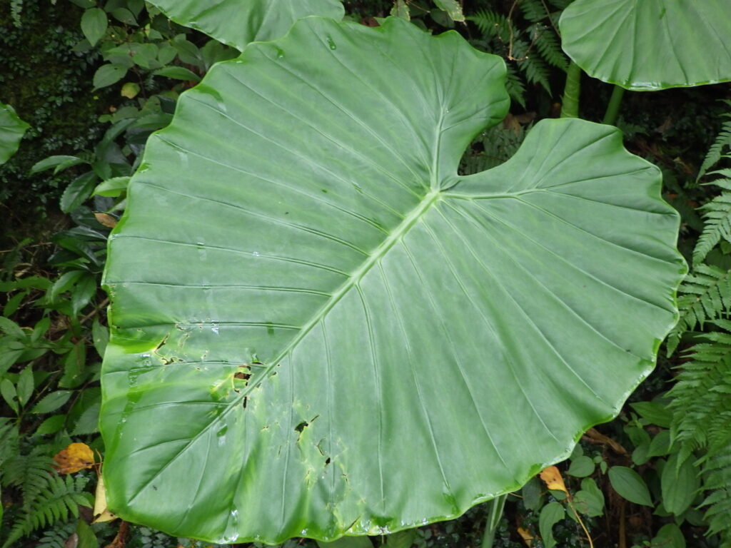 クワズイモの葉