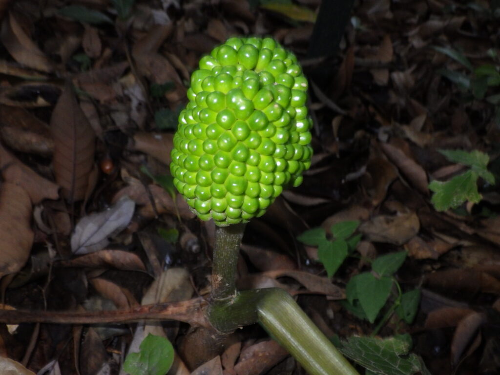 ムサシアブミの未熟果