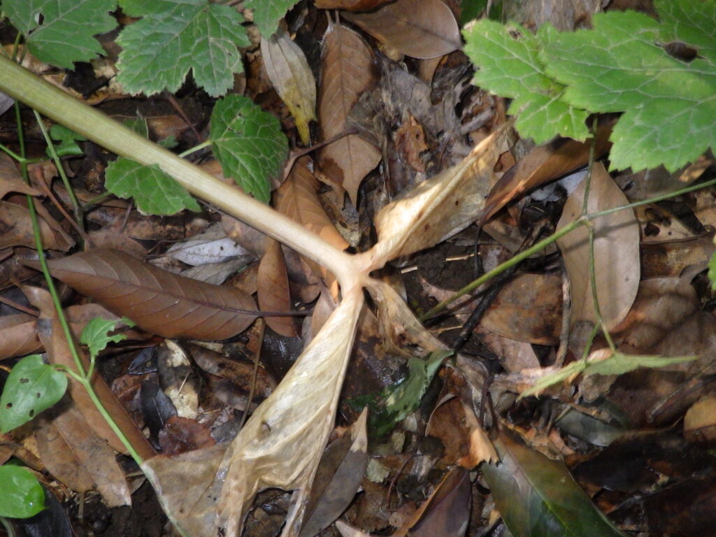 ムサシアブミの枯れた葉